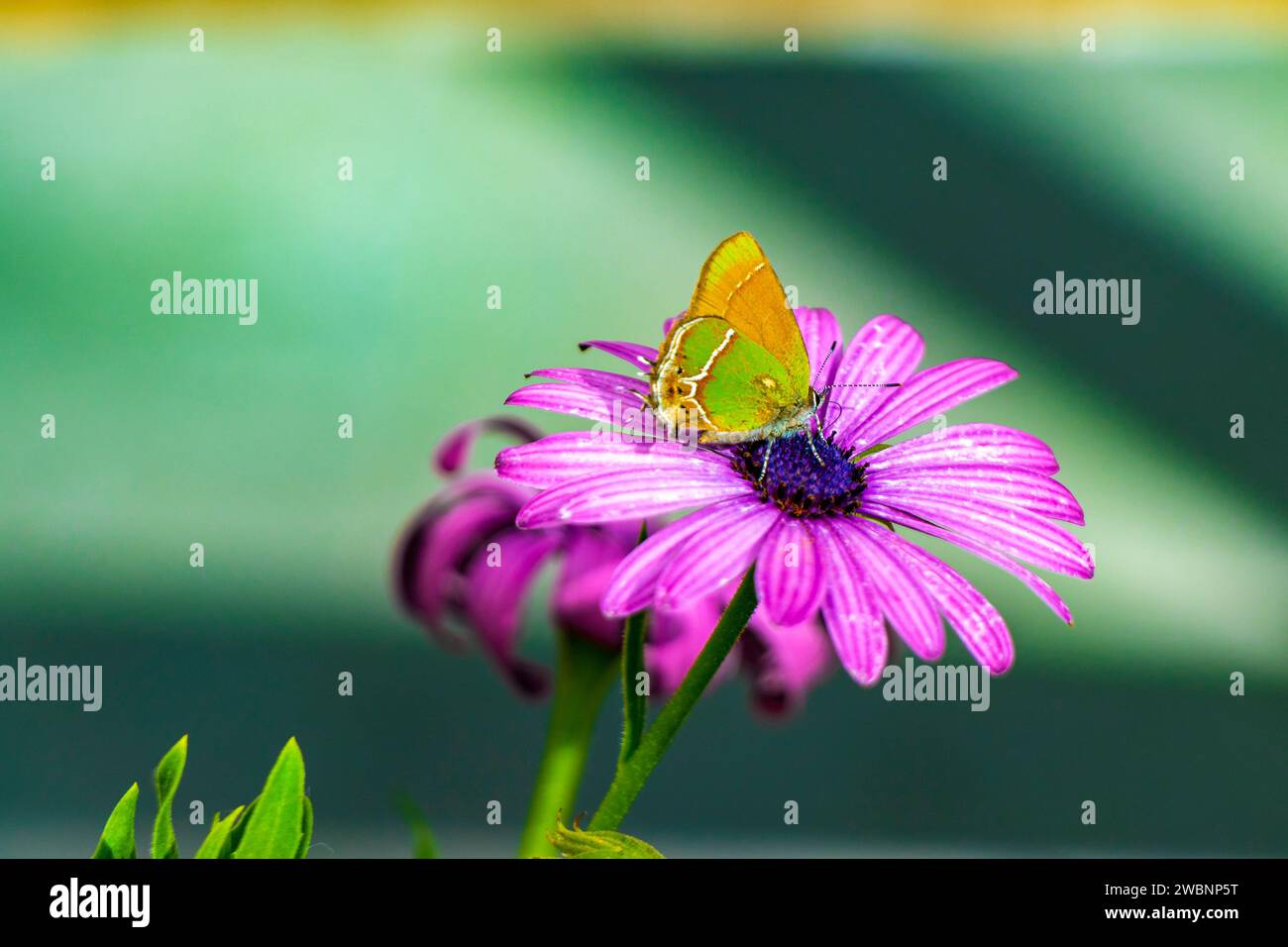 Beautiful Green Yellow Butterfly Moth On Purple Flower In Garden In ...