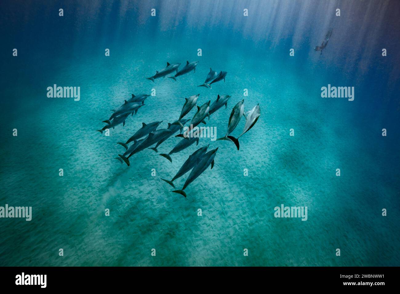 A pod of Spinner dolphin swim along the sandy bottom of the ocean as sun rays penetrate the water and illuminate them. An unidentifiable diver can Stock Photo