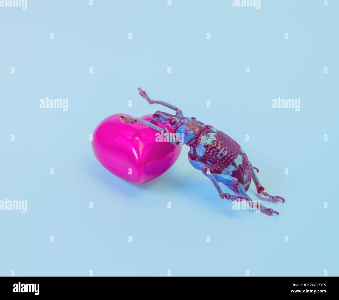Heart Shape Insect Insects in heart shape hi-res stock photography and images - Alamy