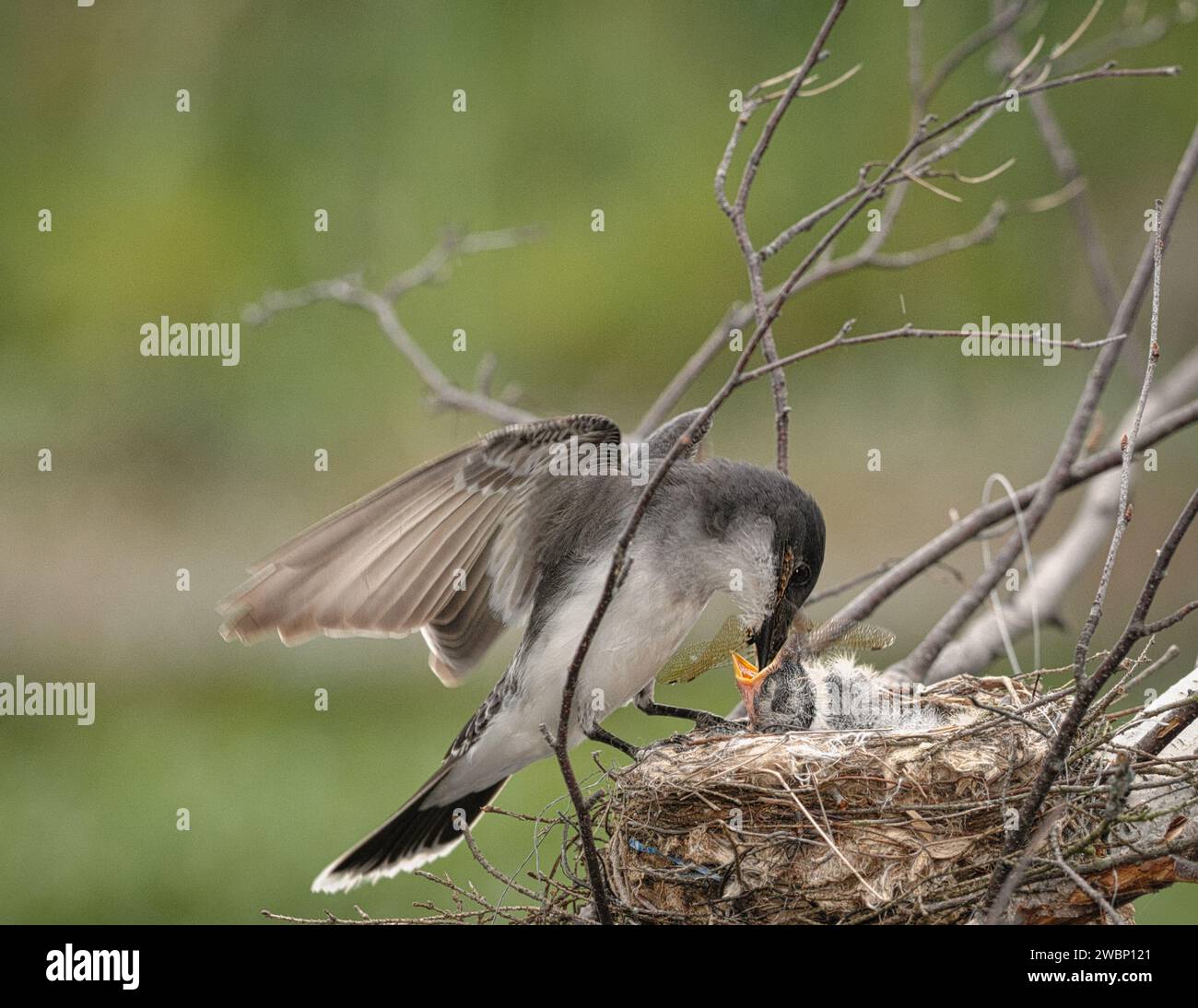 Eastern Kingbird an insert in ils beak on ils nest Stock Photo