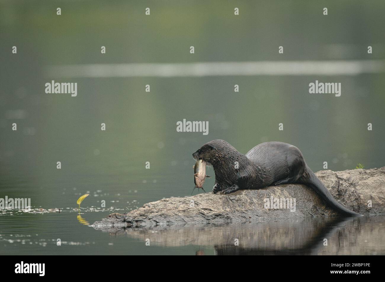 North American river Potter with a fish on a rock Stock Photo