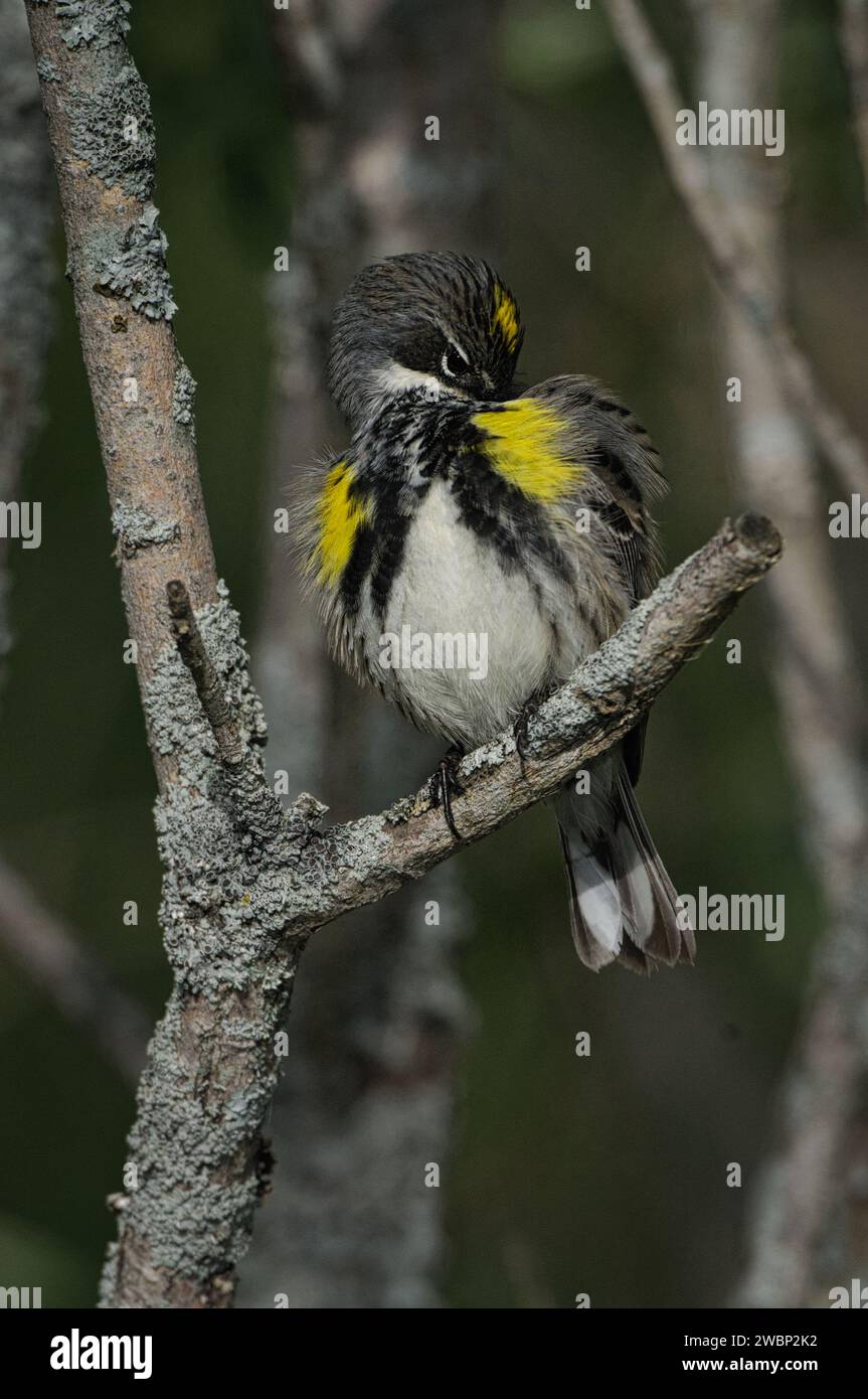 Yellow-rumped Warber perches on a branch on Spring migration Stock Photo