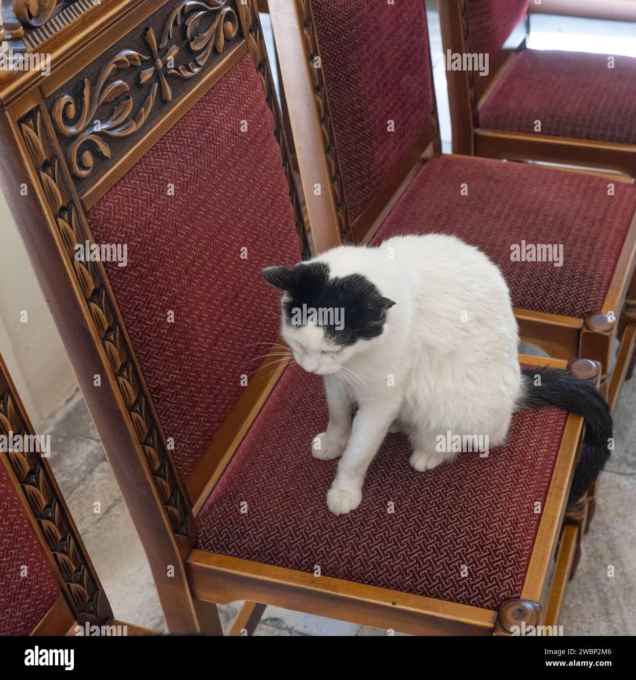 A cat on a chair in The Monastery of Panagia Tourliani, Ano Mera, Mykonos Greece Stock Photo