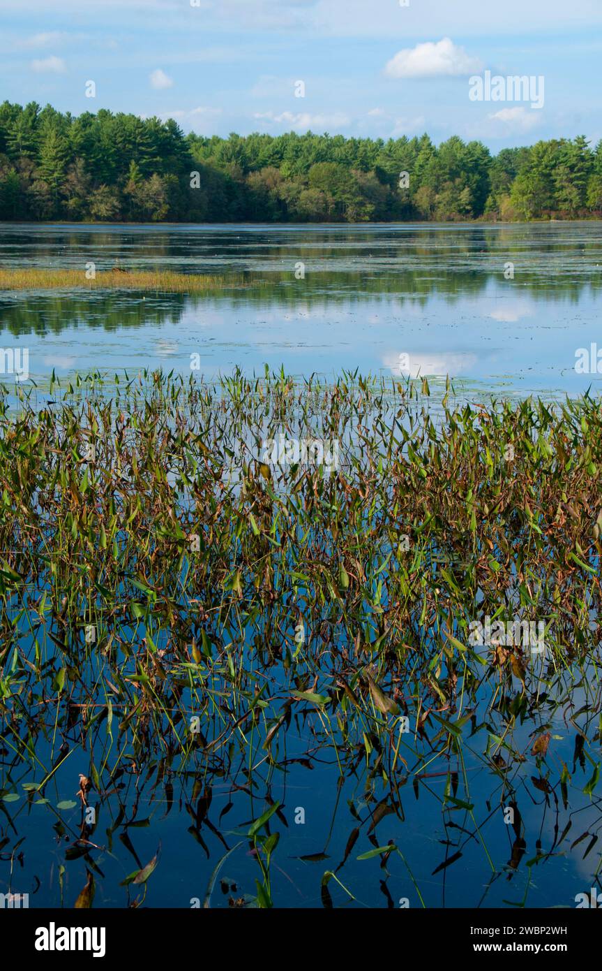 Breakheart Pond, Arcadia Management Area, Rhode Island Stock Photo