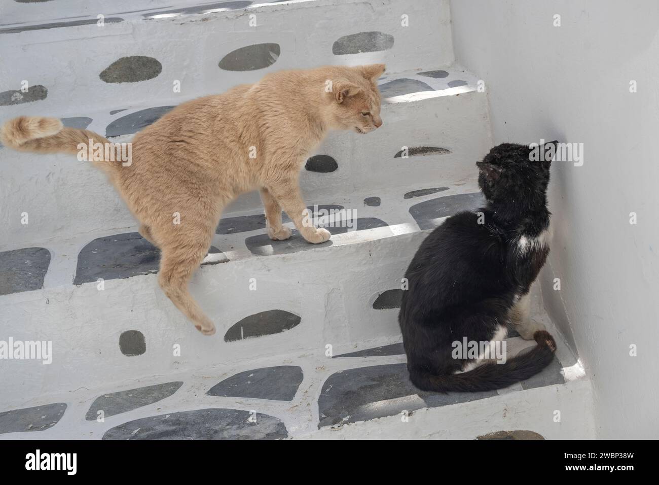 Two cats on the steps of a stairway, Mykonos Town, Mykonos Island, South Aegean, Greece Stock Photo