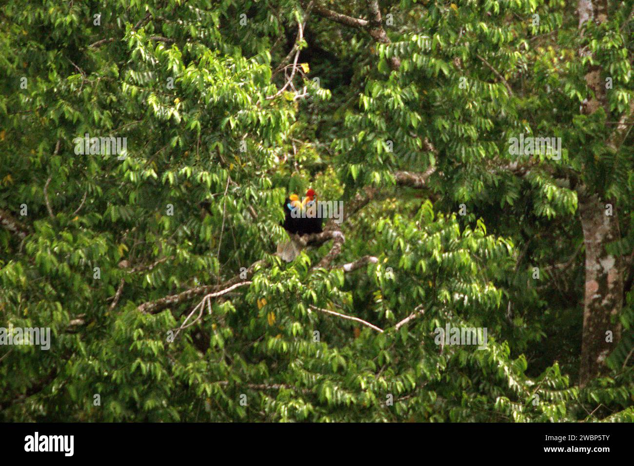 A pair of knobbed hornbill (Rhyticeros cassidix) is photographed as they are having an interaction while perching on a branch of a tree in a vegetated area at the foot of Mount Tangkoko and Duasudara (Dua Saudara) in Bitung, North Sulawesi, Indonesia. The International Union for Conservation of Nature (IUCN) concludes that rising temperatures have led to—among others—ecological, behavioral, and physiological changes in wildlife species and biodiversity. 'In addition to increased rates of disease and degraded habitats, climate change is also causing changes in species themselves, which ... Stock Photo