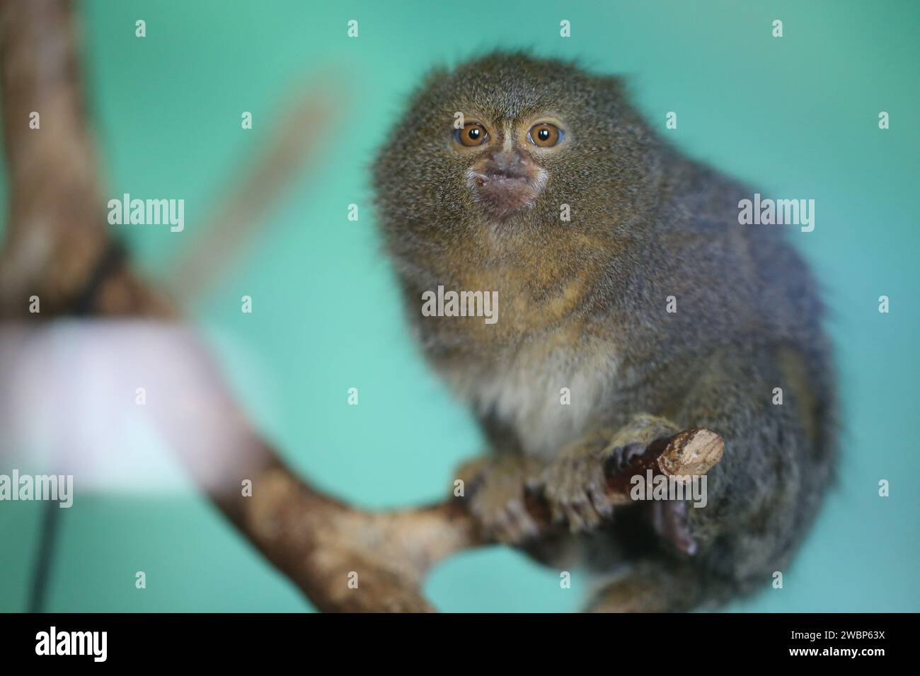 A very beautiful little monkey is sitting on a tree branch in the zoo