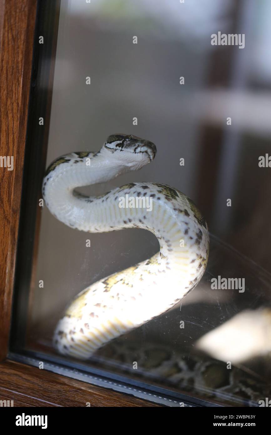 A large python snake photographed in close-up behind a stem in the zoo ...