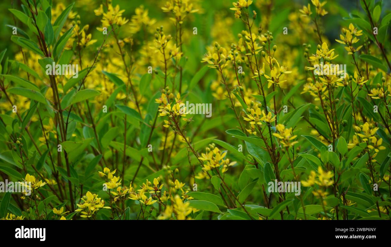 Galphimia glauca (Also called hujan mas, noche buena, Gold shower thryallis, Noche buena, Rain of gold) flower Stock Photo