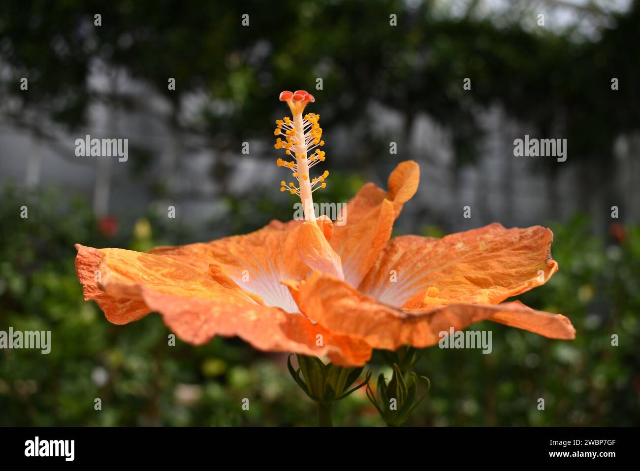 Hibiscus rosa sinensis orange hi-res stock photography and images - Alamy
