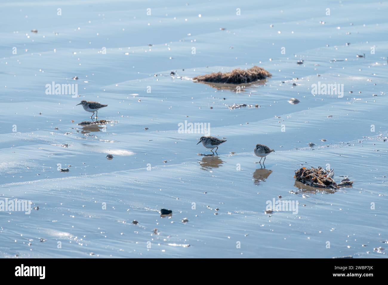 Texas gulf coast birds hi-res stock photography and images - Alamy