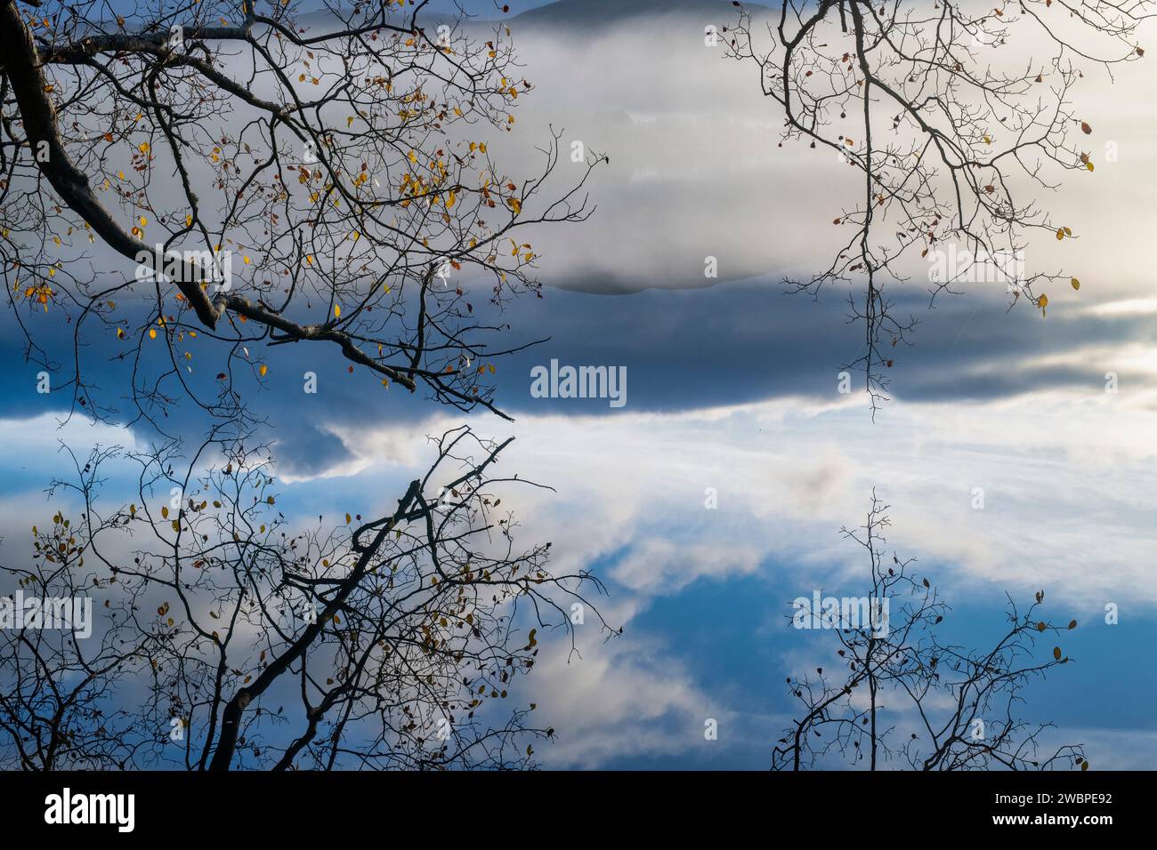 Birch tree branches and clouds reflecting in a loch. Highlands, Scotland Stock Photo