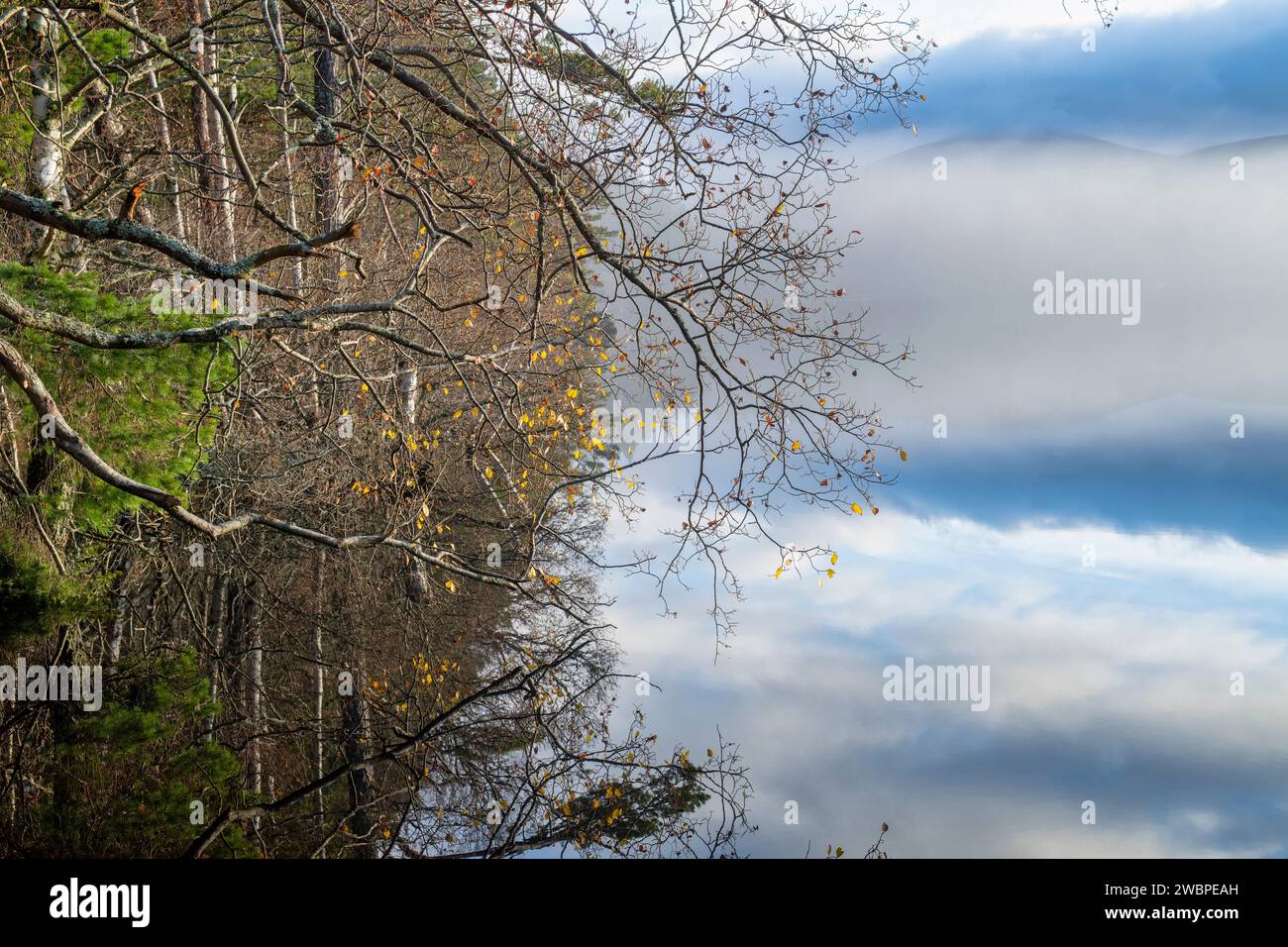 Birch tree branches and clouds reflecting in a loch. Highlands, Scotland Stock Photo