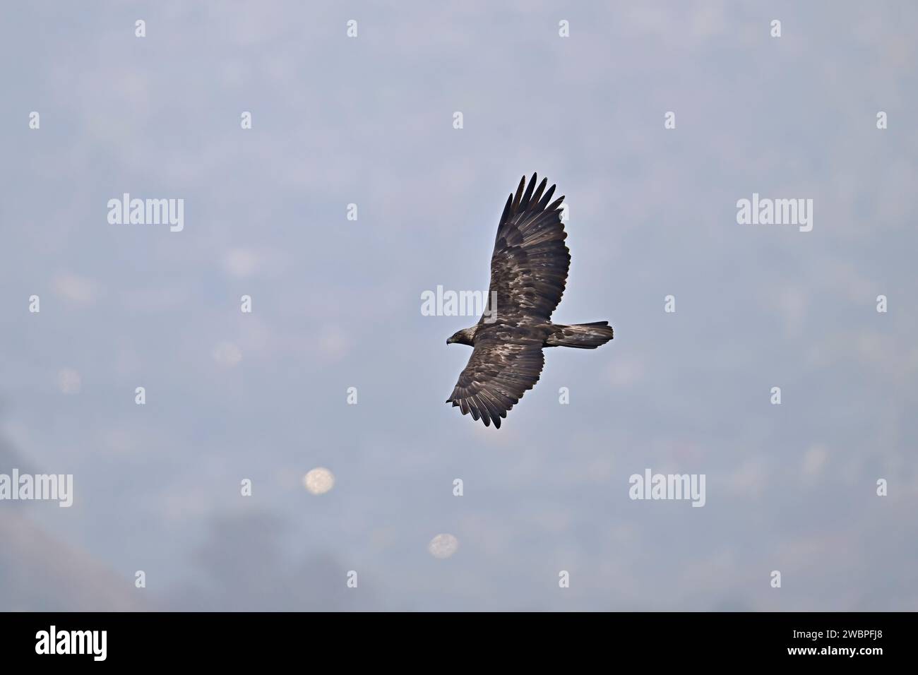 Golden Eagle Flying over Sierra Vista Open Space Reserve, San Jose Stock Photo