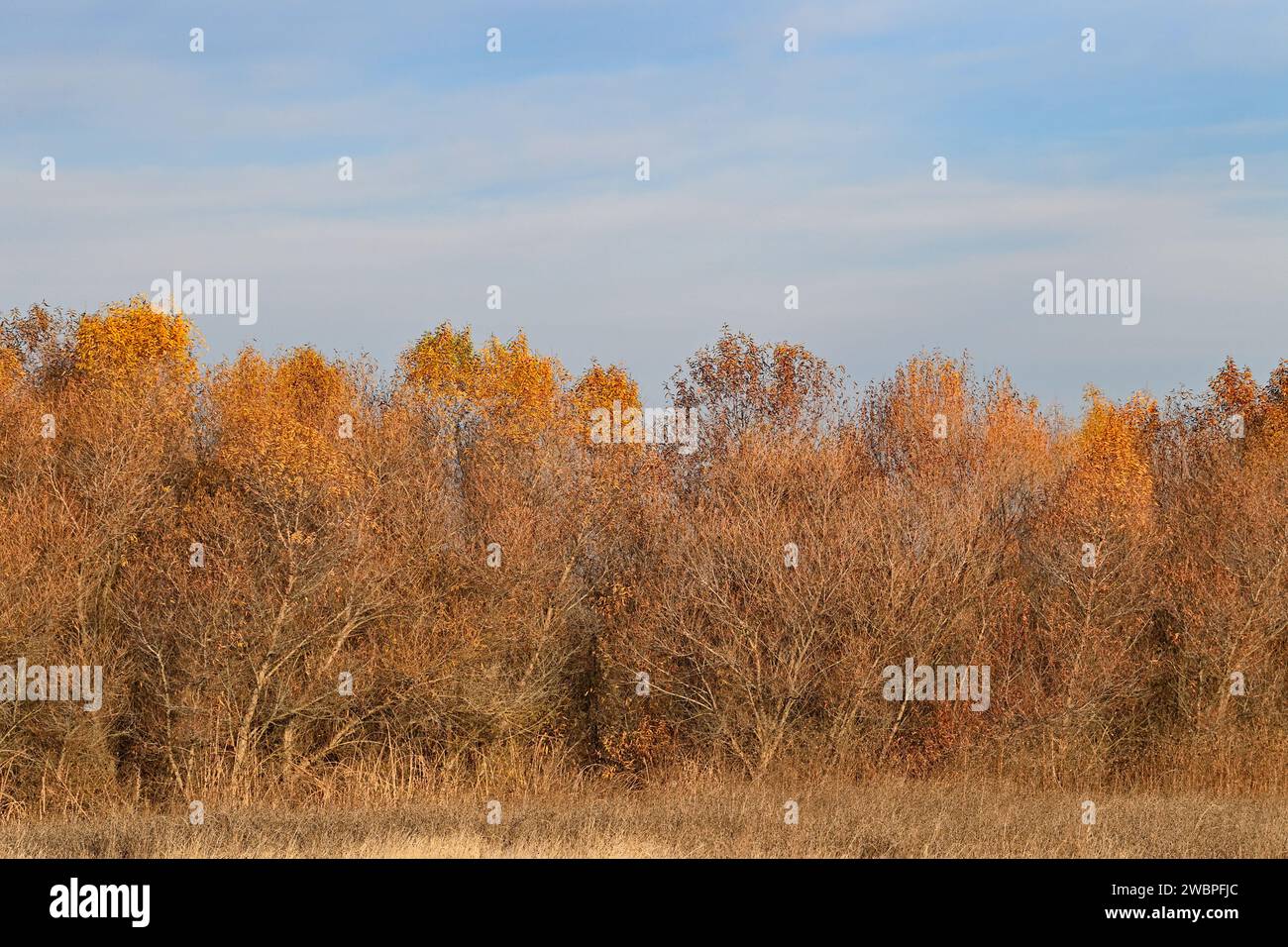 Late Fall Colors at San Luis NWR Stock Photo