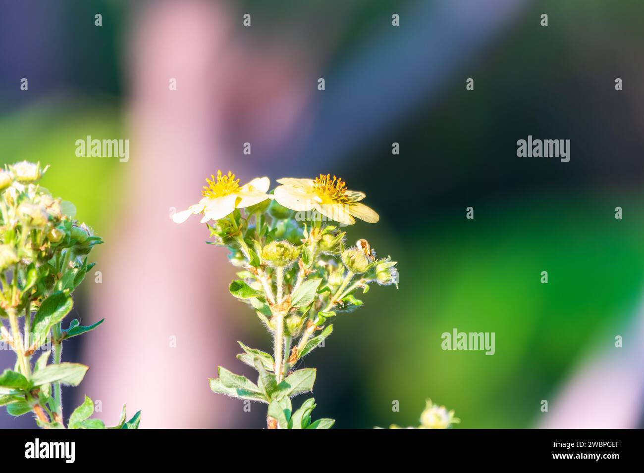 Beautiful close-up of a potentilla. Cute bush with delicate yellow flowers Stock Photo