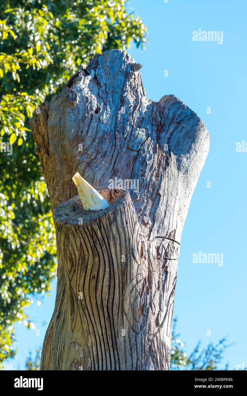 An Australian Cockatoo nesting in the Yurabirong carving, a 200+ year old Forest Red Gum tree, in the Royal Botanic Gardens, Sydney Stock Photo