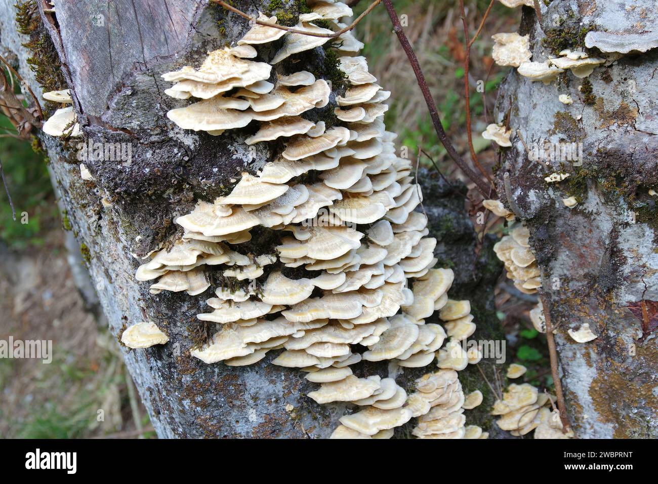 Samtige Tramete Trametes pubescens im Herbstwald - Trametes pubescens in autumn forest, old trunk Stock Photo