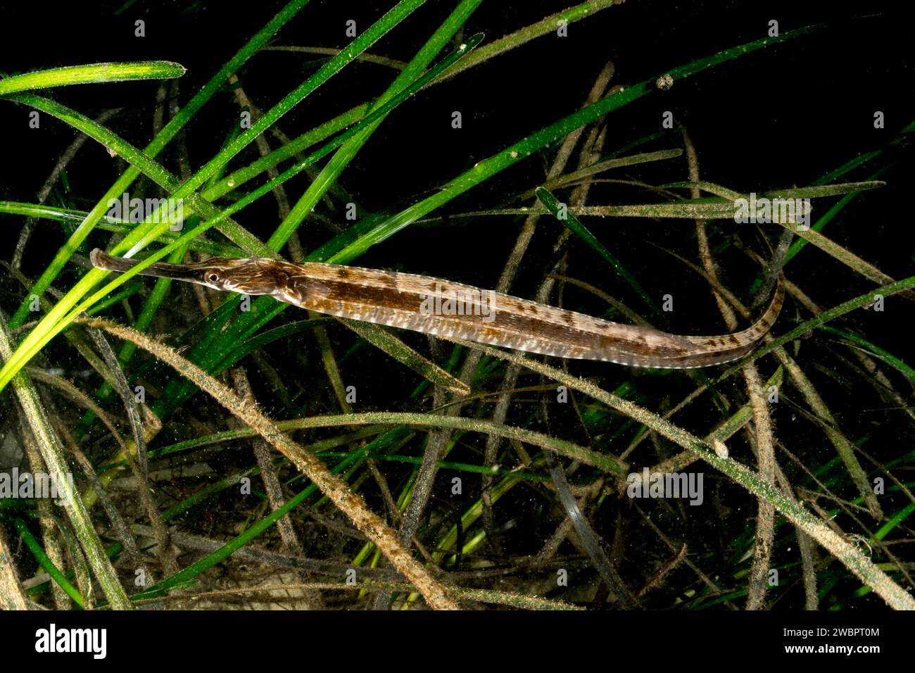 Greater pipefish Stock Photo