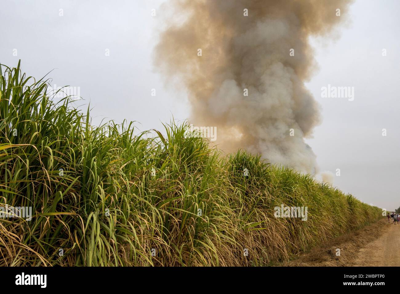 West Africa, Senegal, Richard Toll sugar plantation. Here the cane has been burnt to drive out animals harmful to the men harvesting sugar cane. Stock Photo