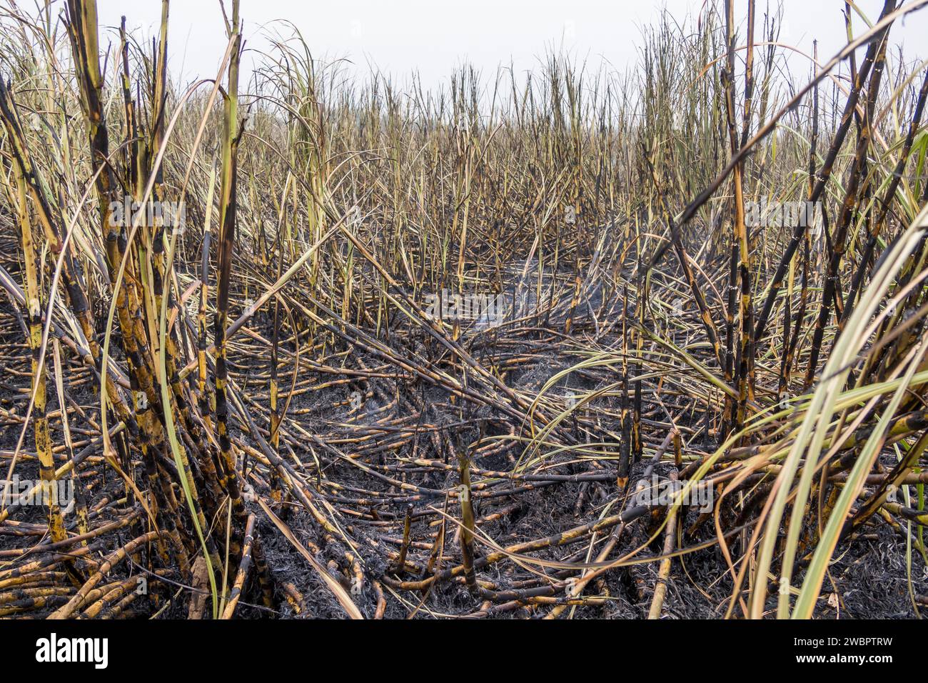 West Africa, Senegal, Richard Toll sugar plantation. Here the cane has been burnt to drive out animals harmful to the men harvesting sugar cane. Stock Photo