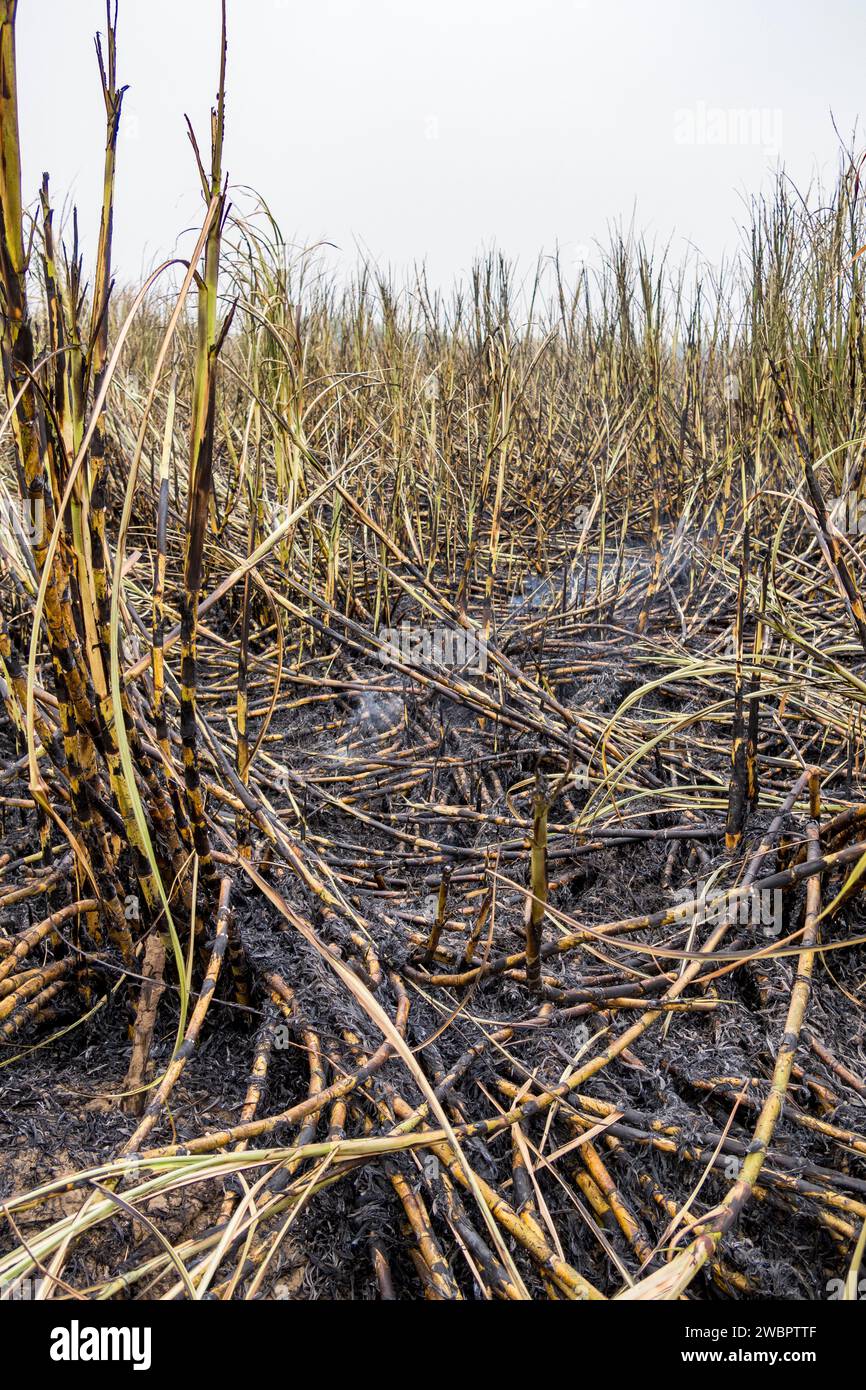 West Africa, Senegal, Richard Toll sugar plantation. Here the cane has been burnt to drive out animals harmful to the men harvesting sugar cane. Stock Photo