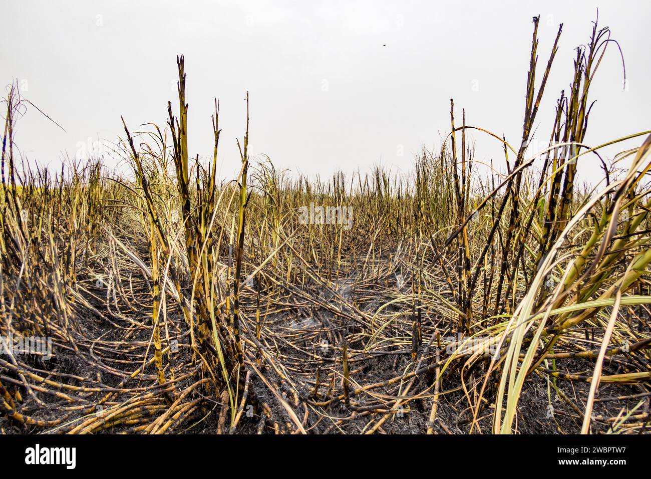 West Africa, Senegal, Richard Toll sugar plantation. Here the cane has been burnt to drive out animals harmful to the men harvesting sugar cane. Stock Photo
