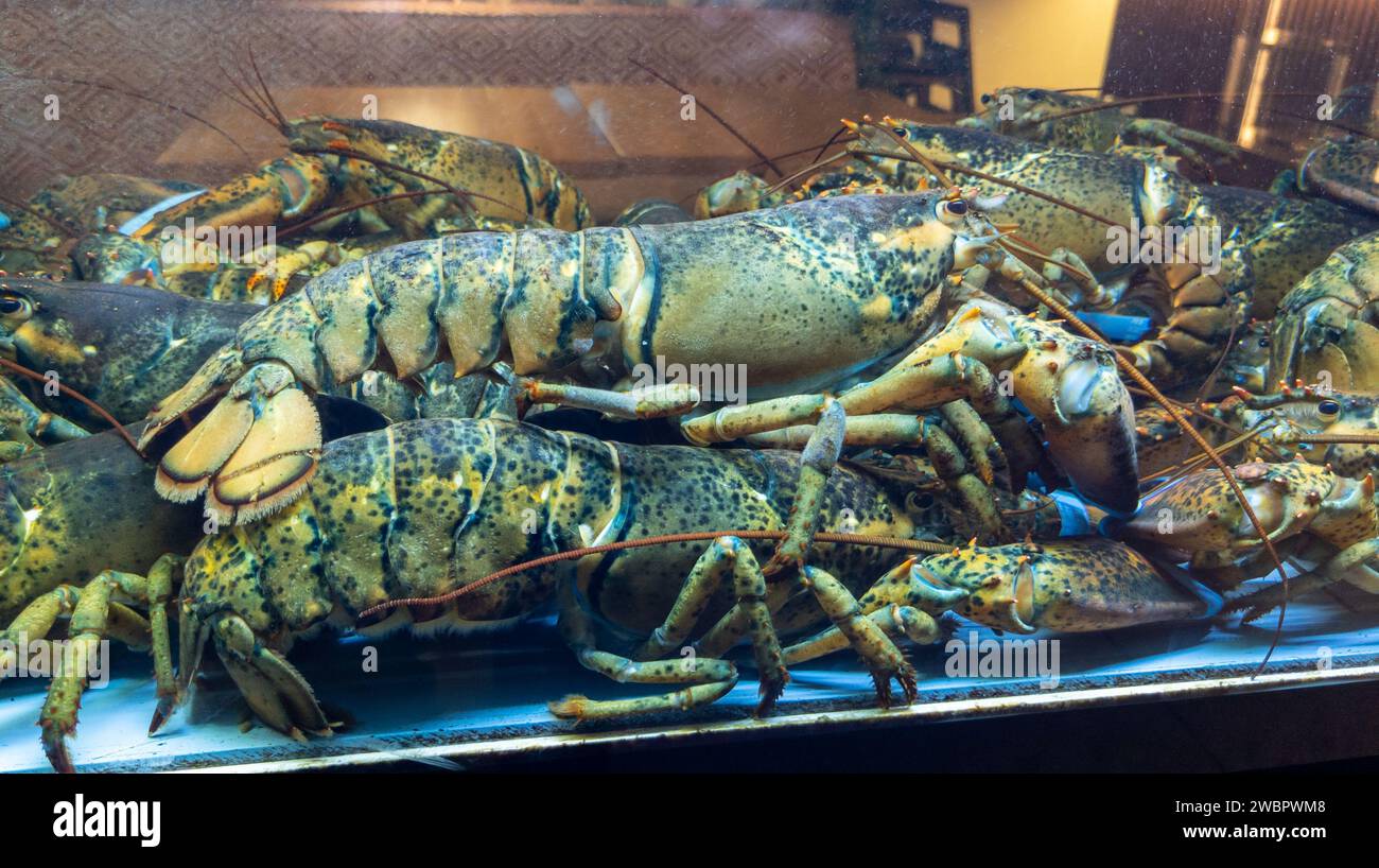 multiple live lobsters with claws tied up in a tank in market seafood