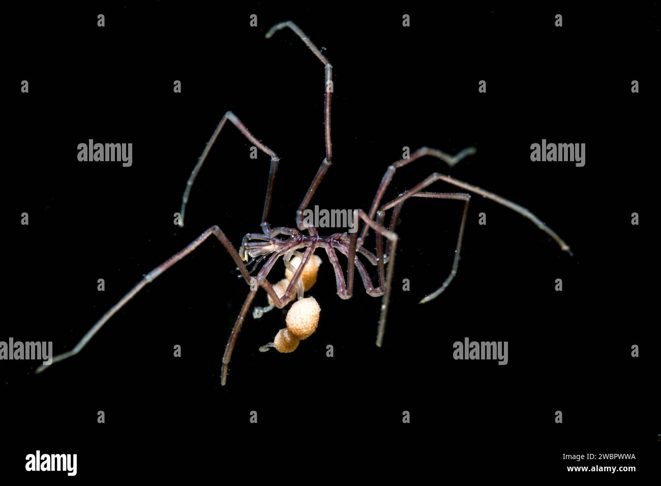 Sea spider swimming Stock Photo
