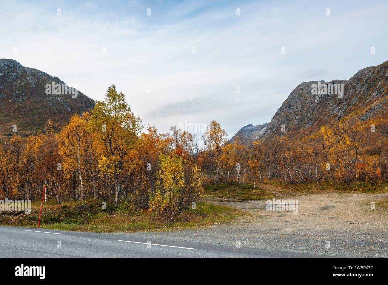 sich krümmende Birken in den Bergen von Kvaløya, Norwegen. gelb und ... sich krümmende Birken in den Bergen von Kvaløya, Norwegen. gelb und ...