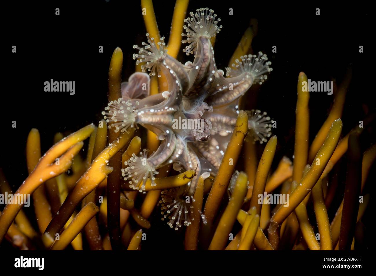 Stalked jellyfish haliclystus Stock Photo