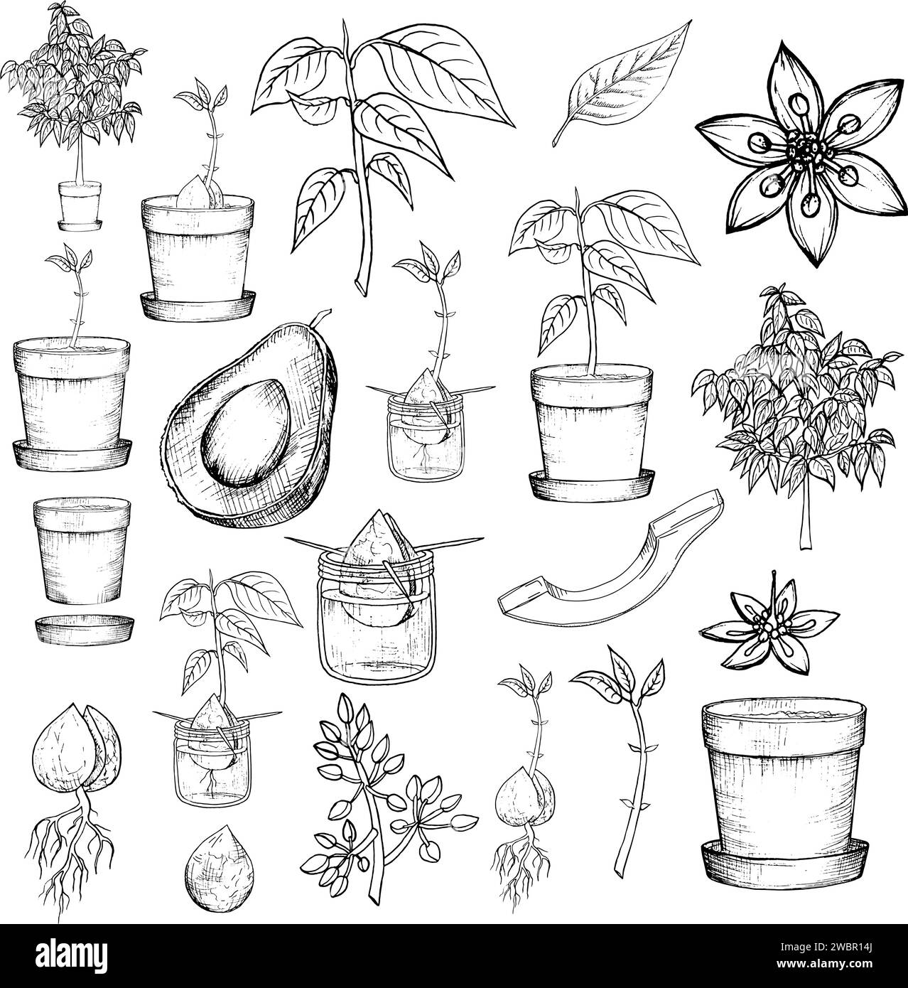 Avocado set. Whole avocado, halves of avocado and leaves. Hand drawn ...