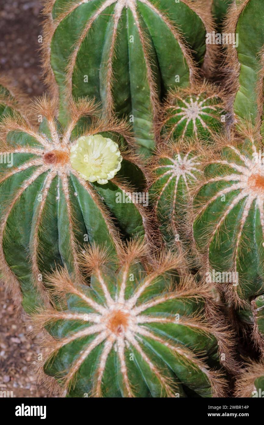 Parodia magnifica, Balloon Cactus bluish-green cactus, ribs edged rows of bristly golden yellow spines, yellow flower Stock Photo