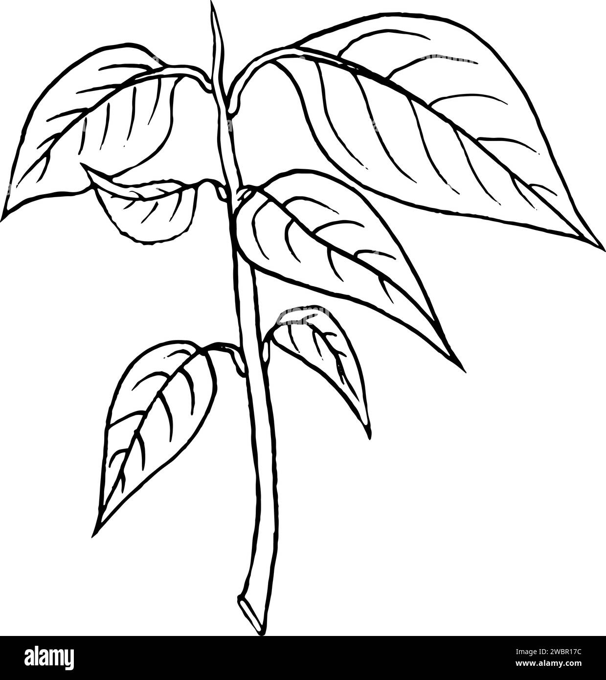 Vector illustration, hand drawn avocado seeds in a glass of water for ...