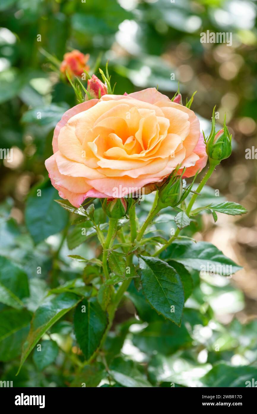 ROSE of JERICHO Plant Large Jericho Flower Rose of Jericho Resurrection  Plant Forever Plant -  Israel