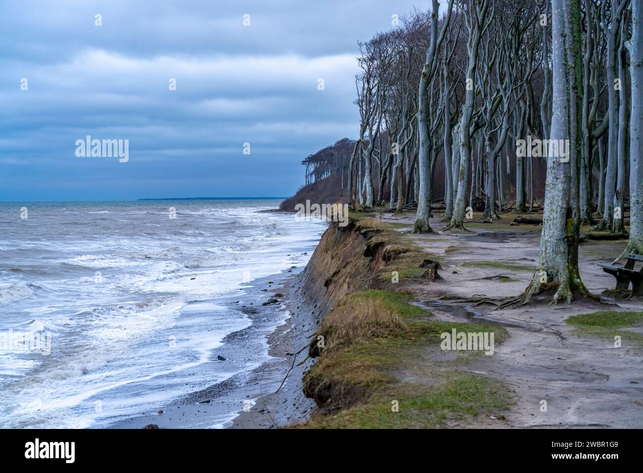 Strand, Steilküste und Gespensterwald im Ostseebad Nienhagen, Mecklenburg-Vorpommern, Deutschland |  Steep sea cliffs with Ghost Wood - Gespensterwald Stock Photo