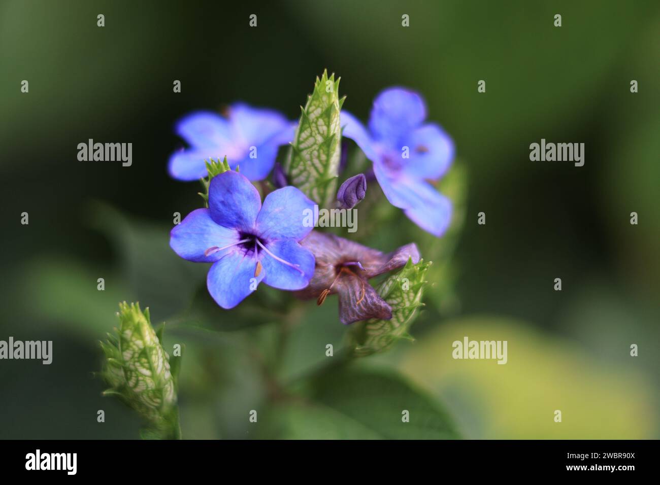 A close-up of vibrant Barleria flowers against a soft, blurred green backdrop Stock Photo