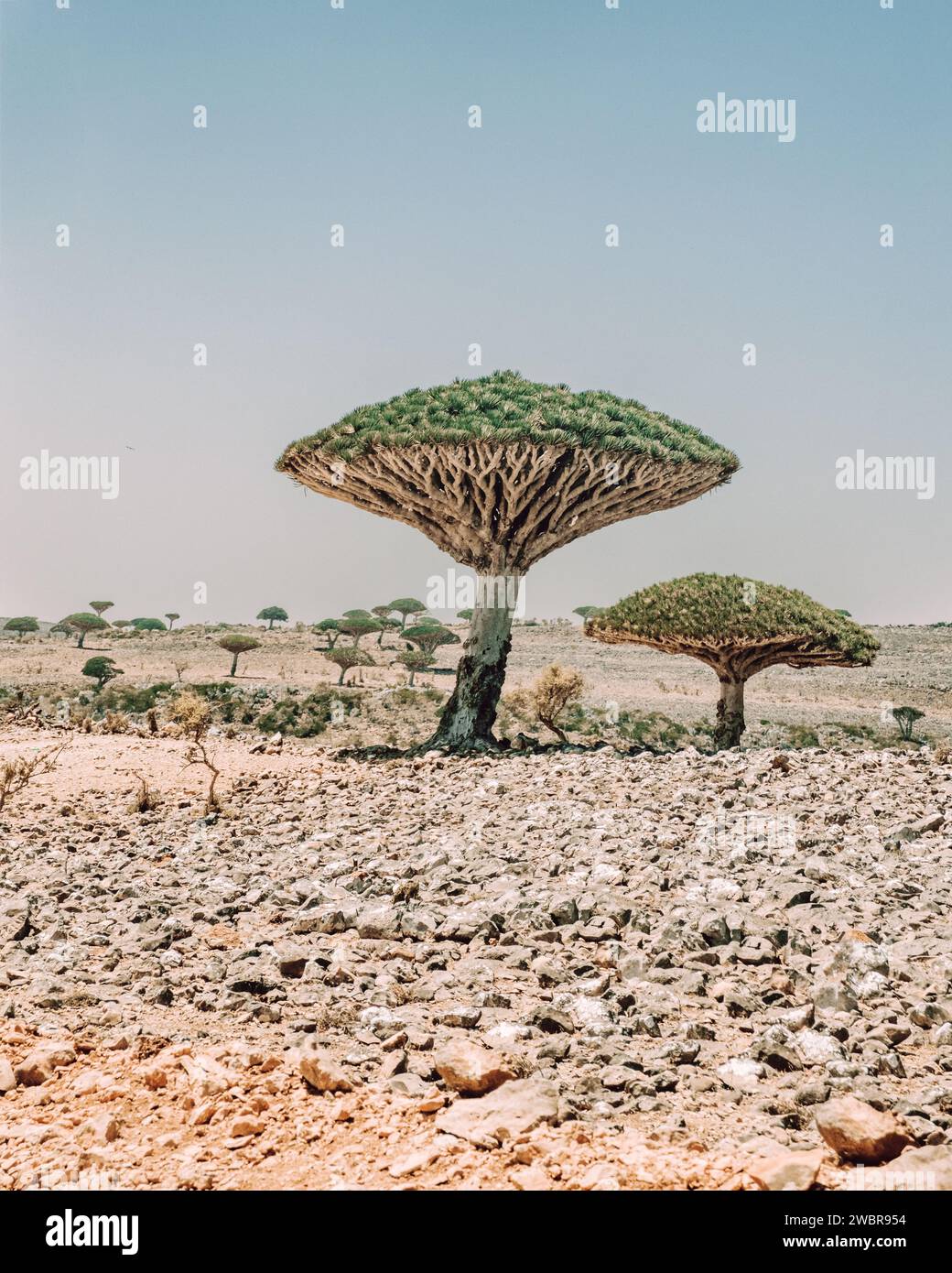 Dragonblood trees on Diksam Plateau on Socotra Island, Yemen Stock ...