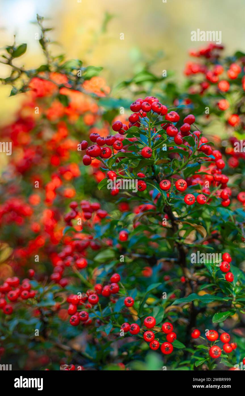 Close-up of vibrant red berries, Pyracantha, commonly known as firethorn, on a burning bush, with a beautifully blurred autumn background. A snapshot Stock Photo
