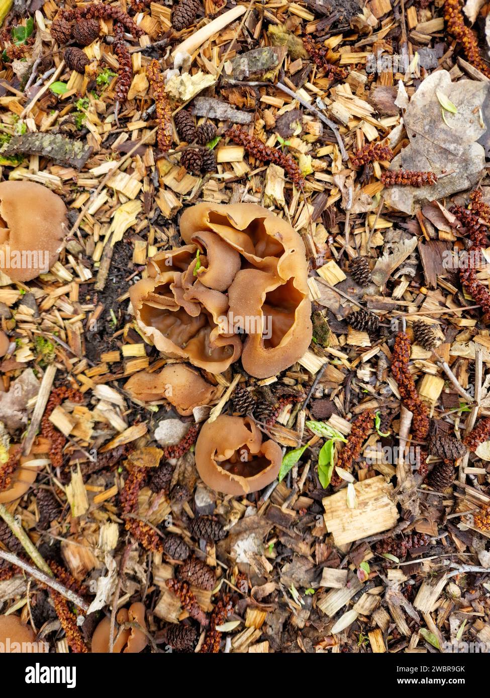 Cup Fungus or Fairy Tub (Peziza sp.) on wooden chips Stock Photo