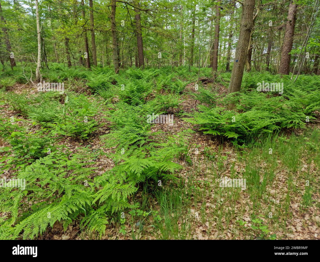 Forest with vegetation of Broad buckler-fern (Dryopteris dilatata) Stock Photo