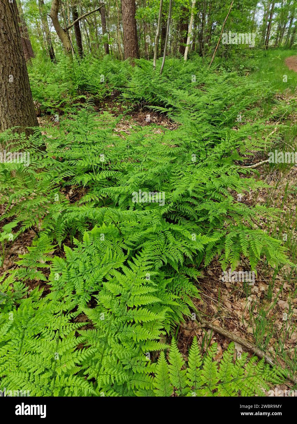 Forest with vegetation of Broad buckler-fern (Dryopteris dilatata) Stock Photo