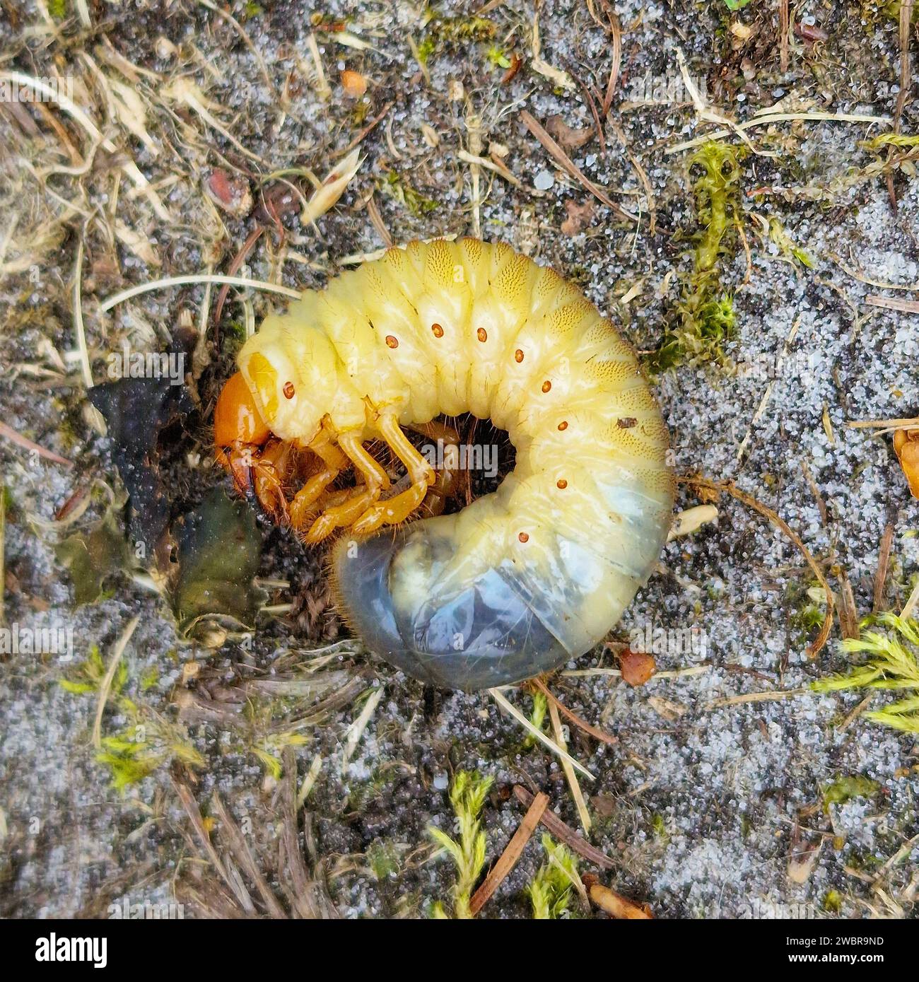 Larva of Common cockchafer (Melolontha melolontha) Stock Photo