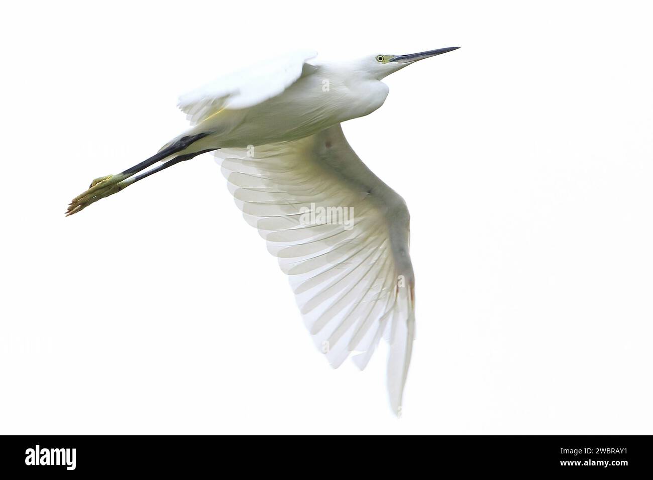 Little egret flying overhead Stock Photo