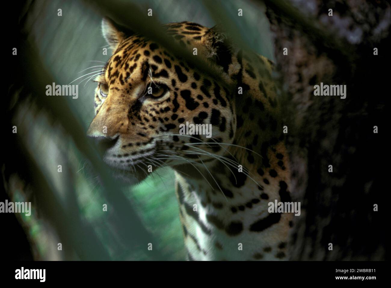 A close up of a Jaguar in Belize Zoo Stock Photo Alamy
