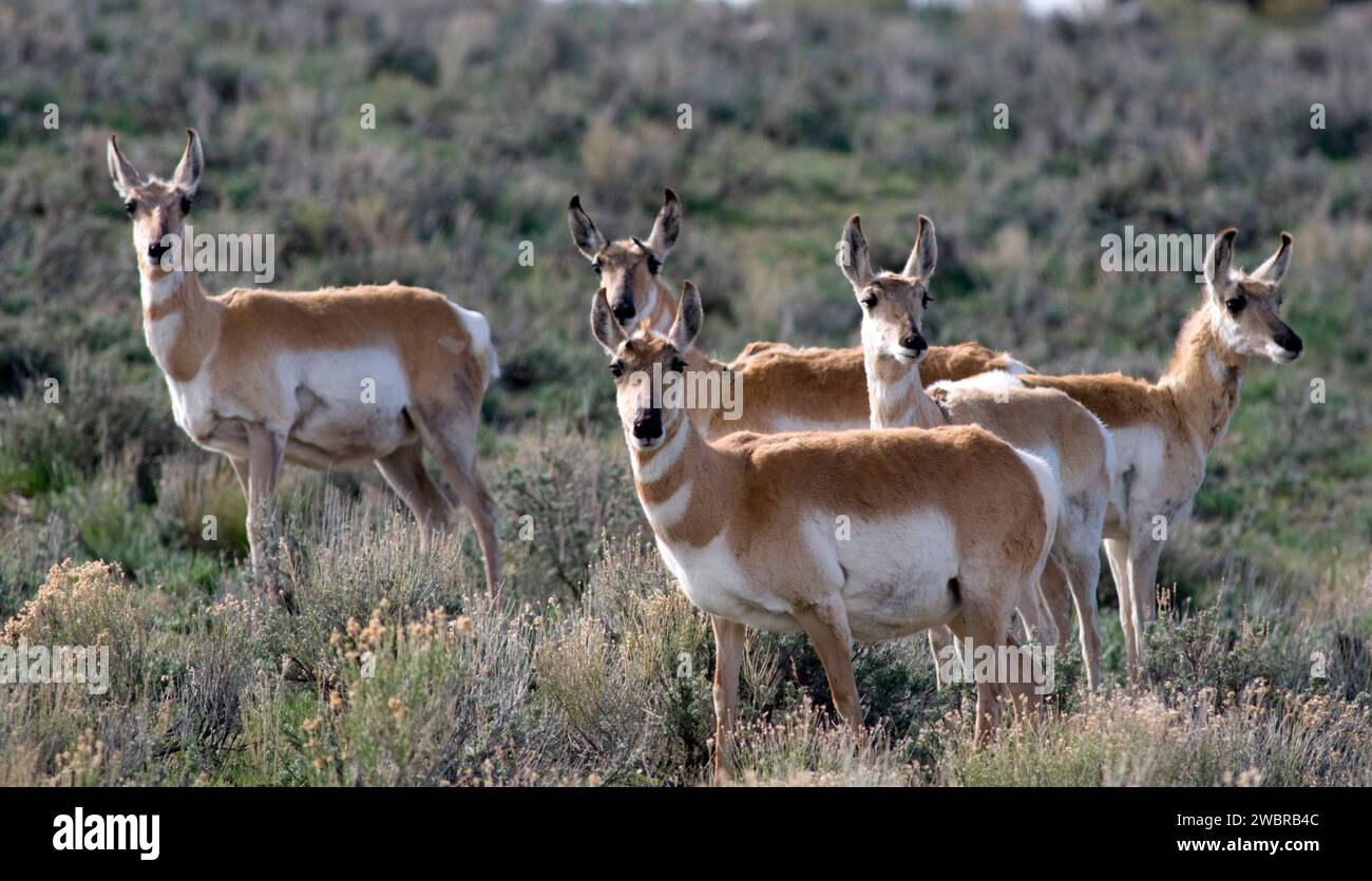 Pronghorn antelope, Pinedale, WY Stock Photo