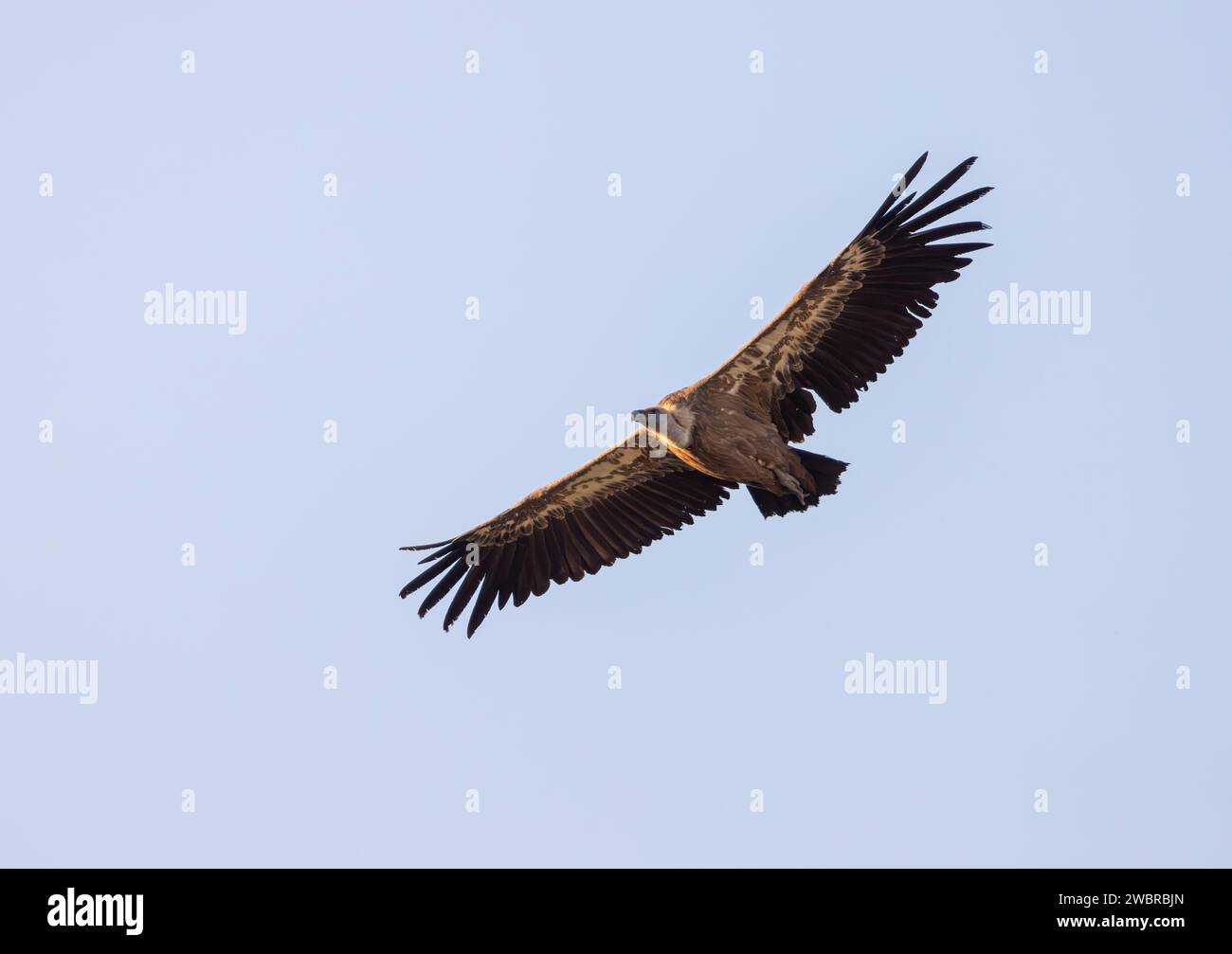 vulture in flight with wings outstretched Stock Photo Alamy