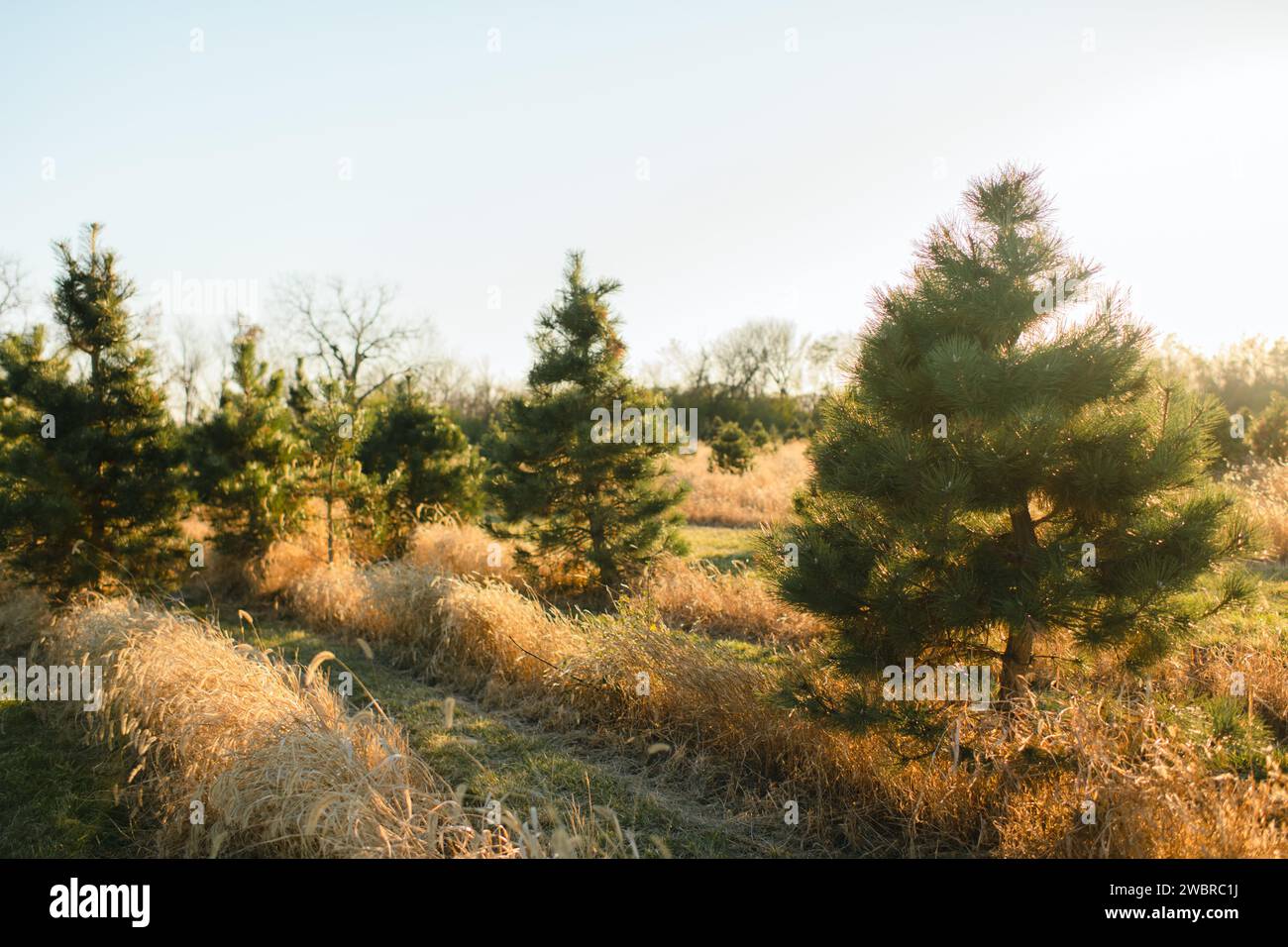 christmas tree field in beige grass and bright sunshine Stock Photo
