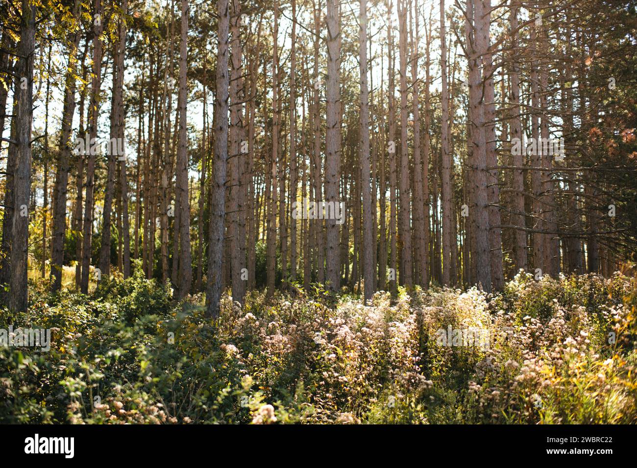 Pine tree forest landscape in the summer sunshine Stock Photo - Alamy