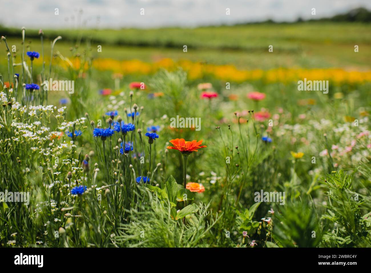 Field of colorful summertime flowers in Michigan Stock Photo Alamy